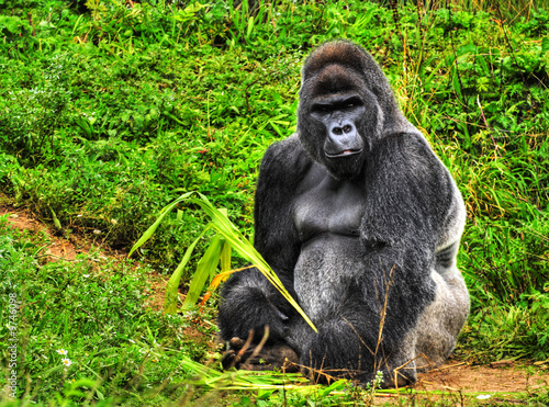 An HDR image of a male silver back gorilla