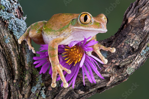 Slika na platnu big-eyed tree frog with aster