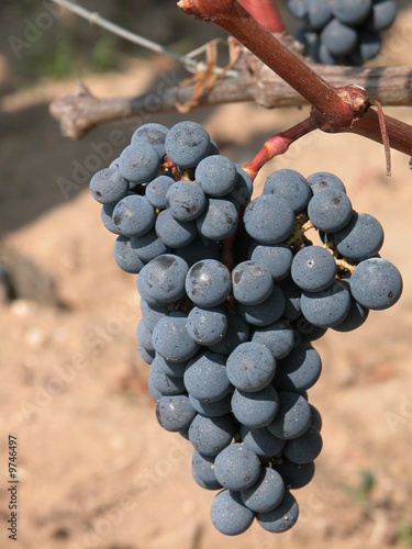 raisin de saint Emilion
