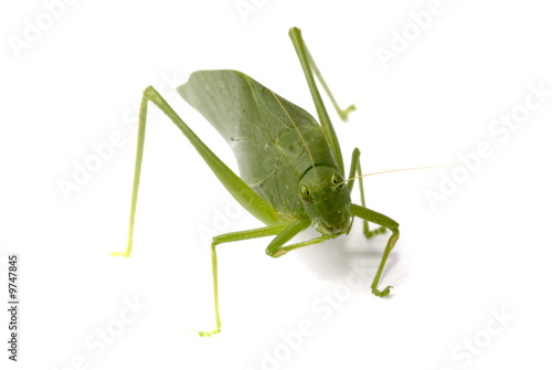 Green Grasshopper Insect on white . © Vinicius Tupinamba