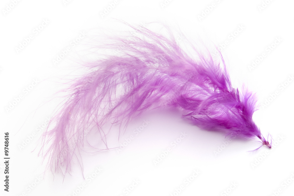purple feather on white background purple feather on white background