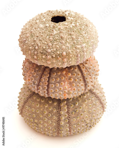 stack of seashells on white background photo