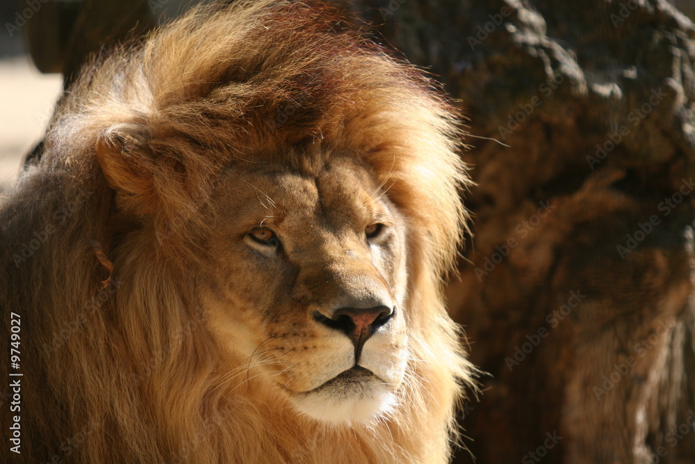 Lion dans la savane