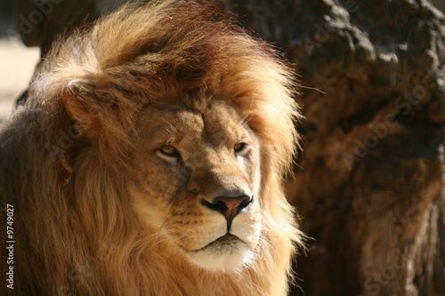 Fototapeta Naklejka Na Ścianę i Meble -  Lion dans la savane