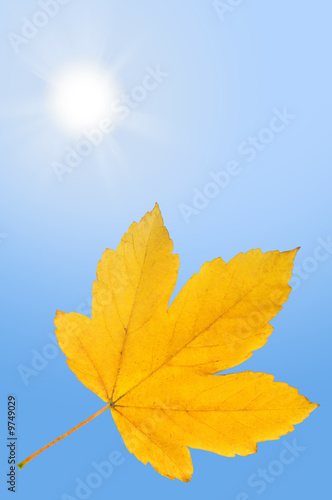 Falling autumn leaf on bright blue sky with shining sun