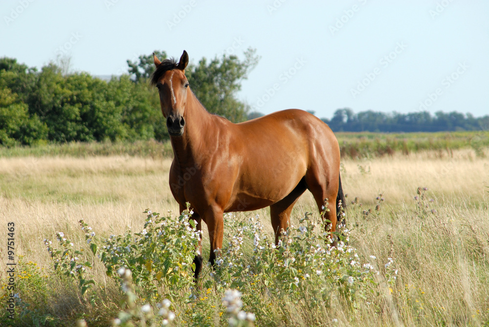 cheval bai dans une prairie cheval bai dans une prairie