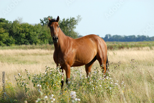 cheval bai dans une prairie