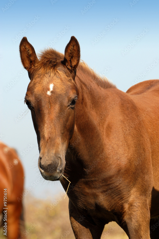 Fototapeta premium poulain avec un brin d'herbe