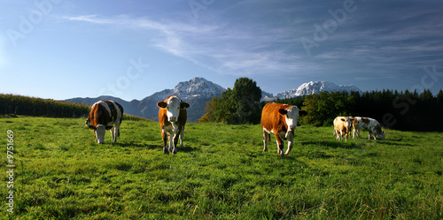 Kühe