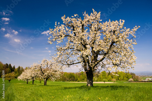 Blossoming trees in spring in rural scenery