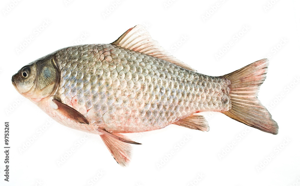 european carp isolated on white european carp isolated on white