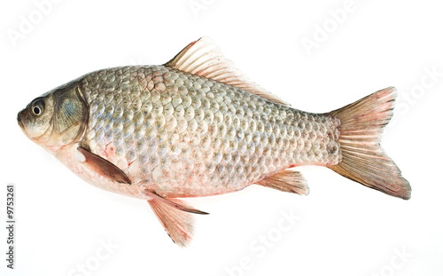 european carp isolated on white