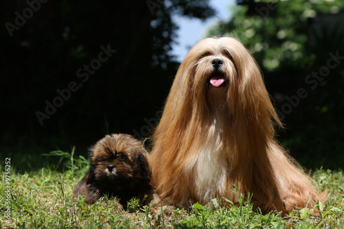 maman lhassa apso et son bébé