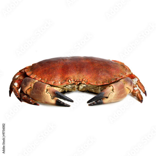 crab shot on a white backdrop