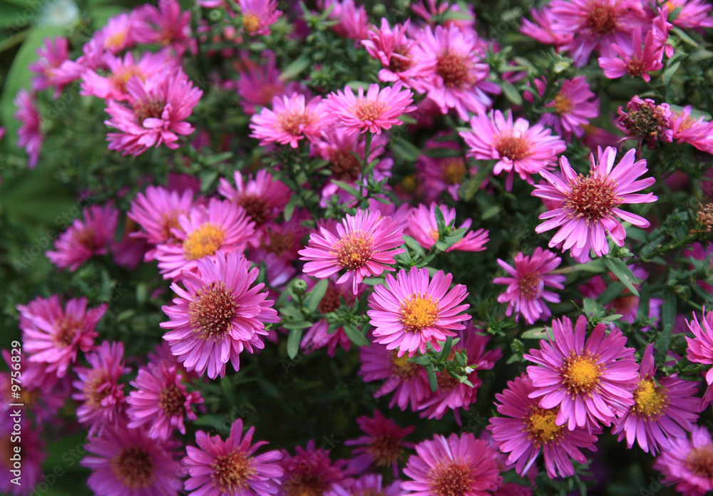 fleurs d'automne fleurs d'automne