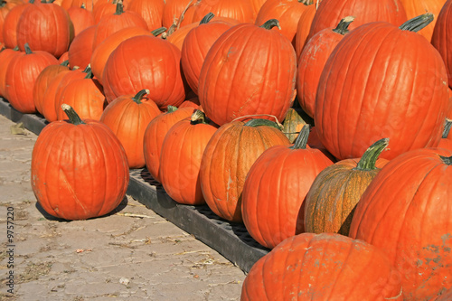 Pumpkin sale