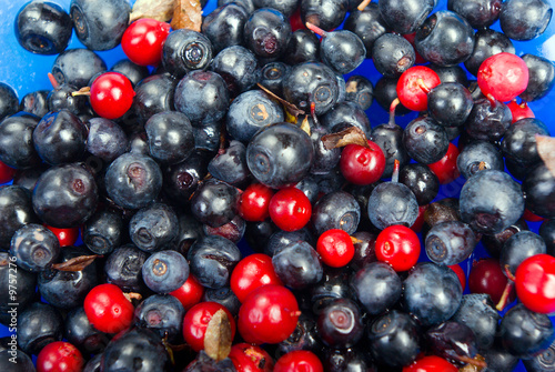 Valokuvatapetti sweet bilberries  close-up.timber berries