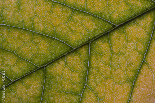 Autumn leaf texture)