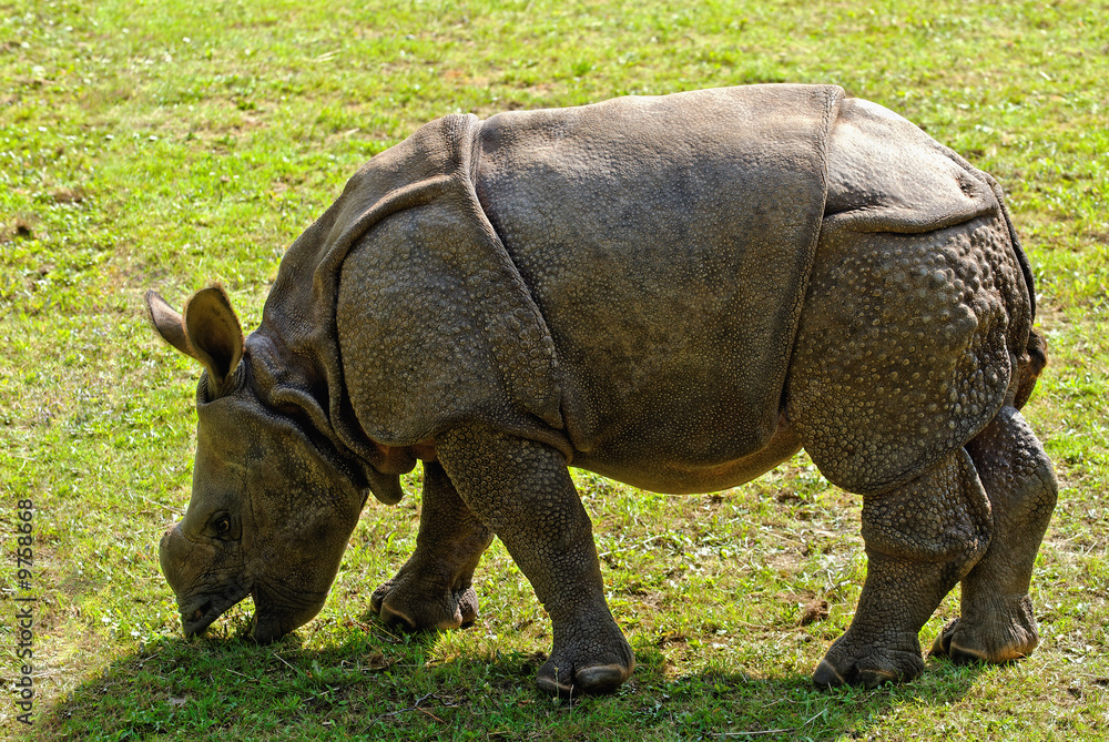 Obraz premium Baby Rhino