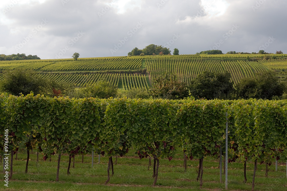 Naklejka premium pieds de vigne