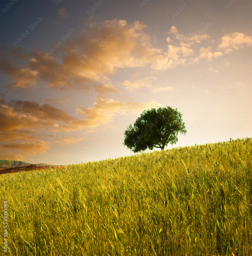 solitary tree in wheat field at sunset