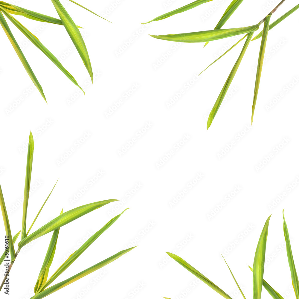Fototapeta premium Bamboo Leaf Border
