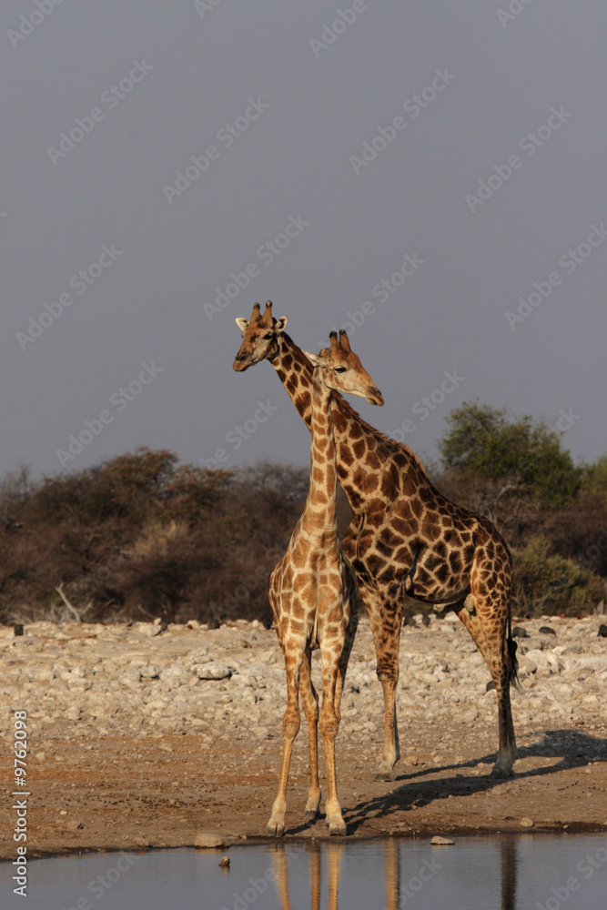 Fototapeta premium Zwei Giraffen im Etosha-Nationalpark, Namibia