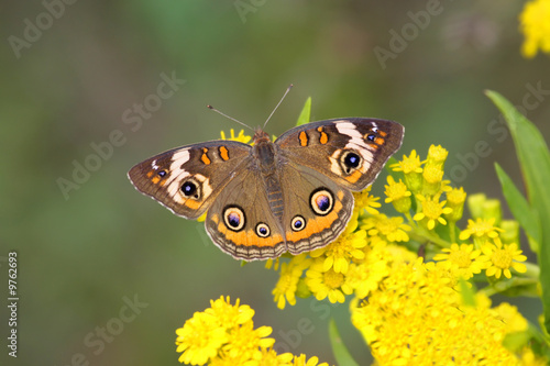 Common Buckeye Butterfly (Junonia coenia) photo