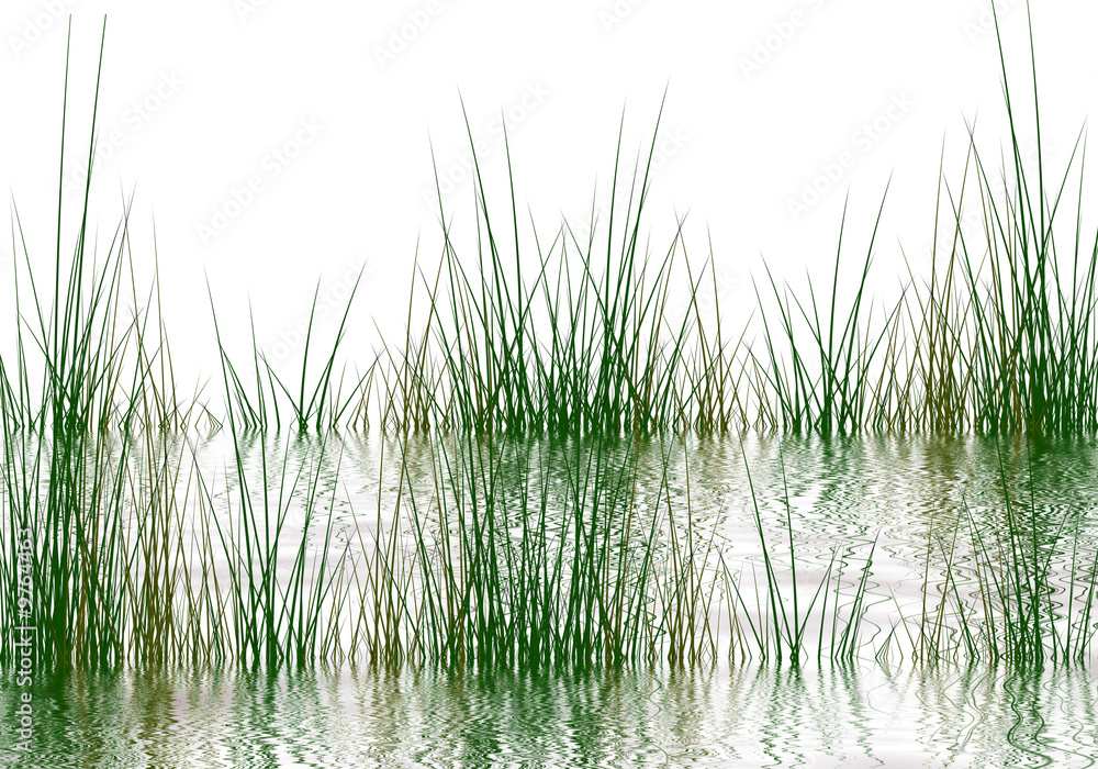 Grass elements reflected in water on a white background Grass elements reflected in water on a white background
