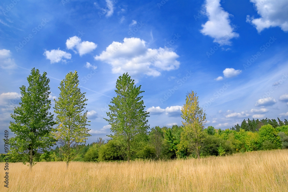 on the border of the forest and steppe on the border of the forest and steppe