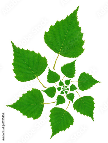 birch leaf pattern isolated...