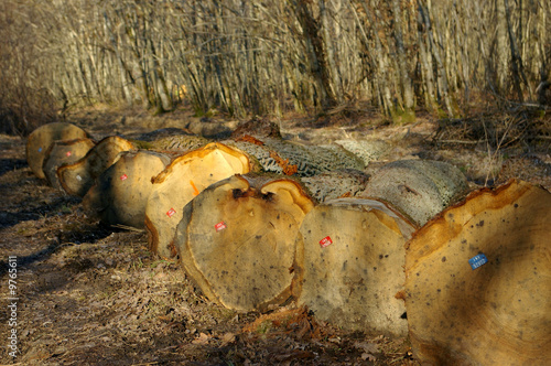 Abattage d'arbres photo