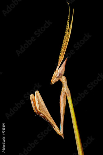 Εκτύπωση καμβά Cone-headed mantid on black, southern Africa