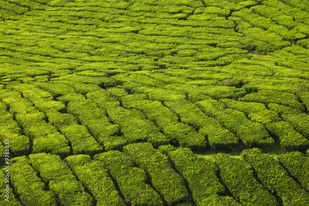 tea plantation texture
