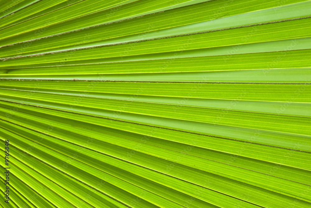 palm leaf palm leaf