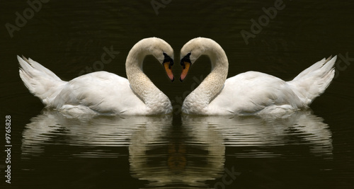 swan symbol of love
