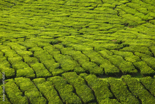 tea plantation texture © wong yu liang