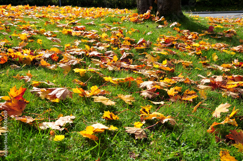 bunte Blätter auf Wiese