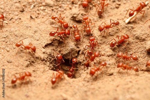 red ants