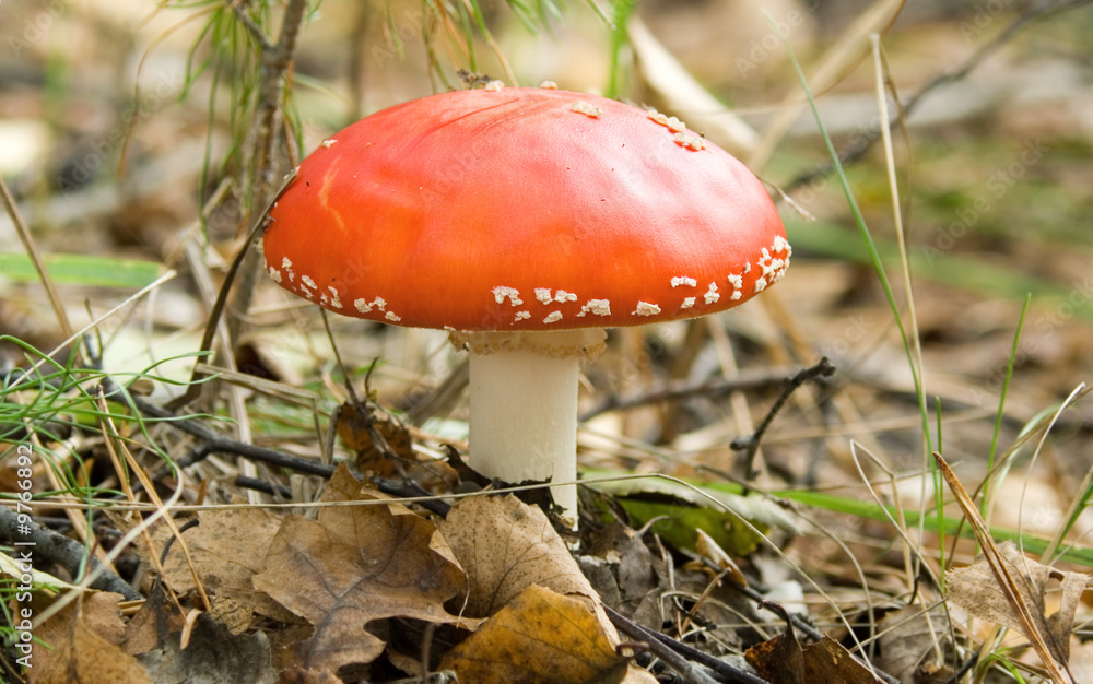 fly-agaric mushroom fly-agaric mushroom