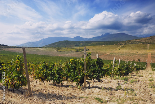 Vineyard in september