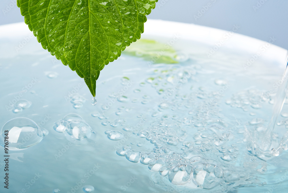wet leaf as a wellness or health concept. with copy-space wet leaf as a wellness or health concept. with copy-space