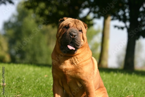 Shar pei assis    la campagne