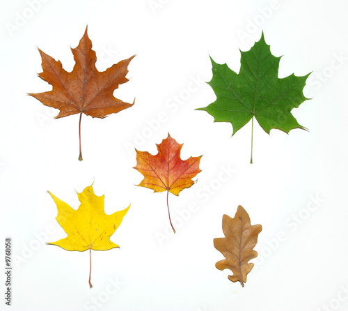 leaves maple