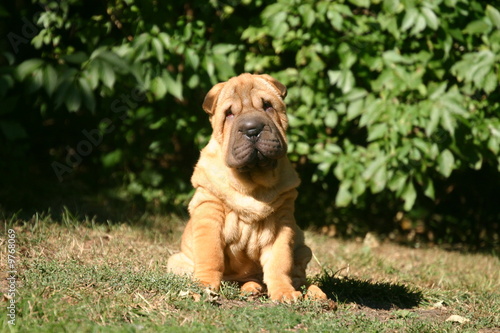 Shar pei jeune assis dans un jardin