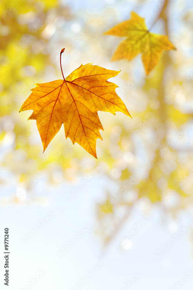 Falling wilted leaf agaist a out of focus tree branch Falling wilted leaf agaist a out of focus tree branch