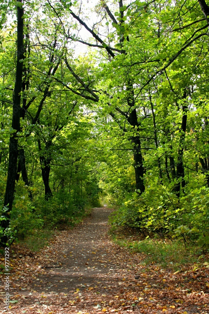 Autumn season. Path in fall forest Autumn season. Path in fall forest
