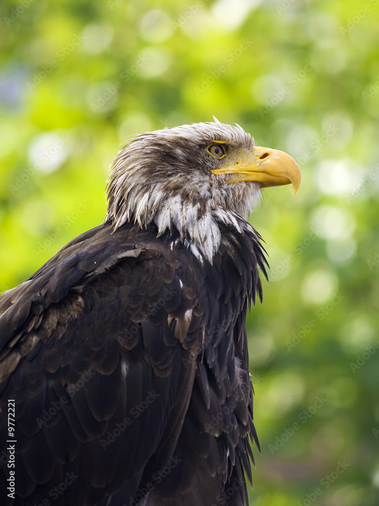 Fototapeta premium portrait of a young bald eagle