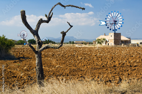 valley of windmills, Mallorca, red field in foreground