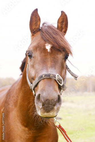 dark orange arabian stallion head © Mari_art